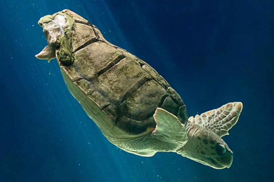 Sea Turtle Swimming in the Ocean